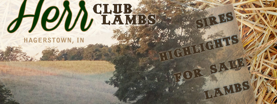 Herr Club Lambs - Hagerstown, IN